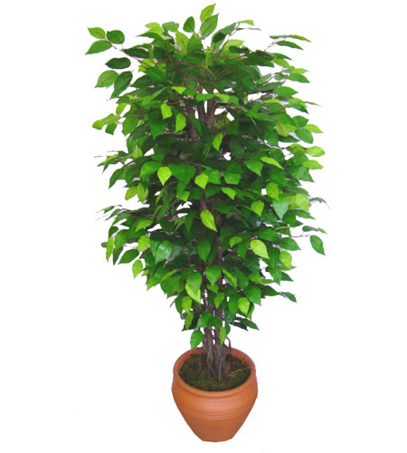 Ficus Benjamin 1,50 cm   anakkale iek sat 