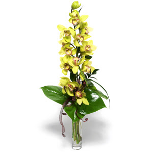  anakkale online iek gnderme sipari  cam vazo ierisinde tek dal canli orkide