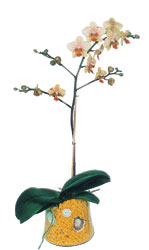 anakkale nternetten iek siparii  Phalaenopsis Orkide ithal kalite