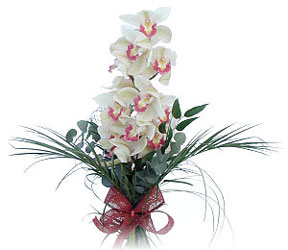  anakkale kaliteli taze ve ucuz iekler  Dal orkide ithal iyi kalite