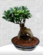 saks iei japon aac bonsai  anakkale iek siparii sitesi 