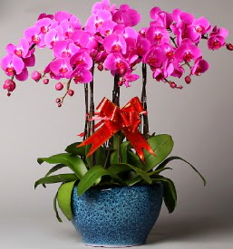 7 dall mor orkide  anakkale ucuz iek gnder 
