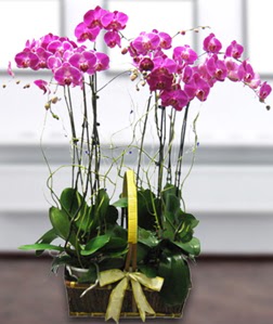 4 dall mor orkide  anakkale internetten iek sat 