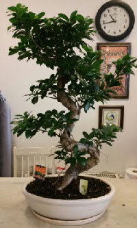 100 cm yksekliinde dev bonsai japon aac  anakkale online iek gnderme sipari 
