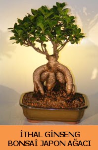 thal japon aac ginseng bonsai sat  anakkale online iek gnderme sipari 