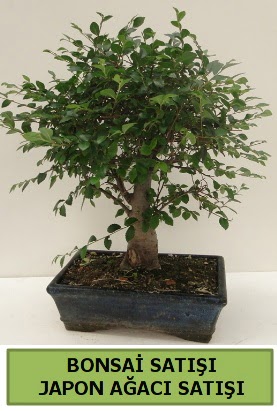 Minyatr bonsai japon aac sat  anakkale cicek , cicekci 
