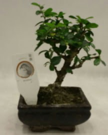 Kk minyatr bonsai japon aac  anakkale uluslararas iek gnderme 