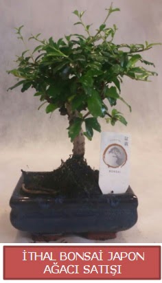 thal kk boy minyatr bonsai aa bitkisi  anakkale 14 ubat sevgililer gn iek 