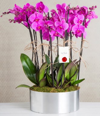 11 dall mor orkide metal vazoda  anakkale cicek , cicekci 