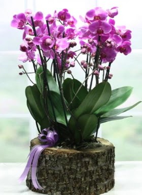 Ktk ierisinde 6 dall mor orkide  anakkale iek online iek siparii 