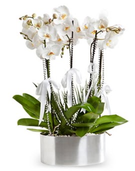 Be dall metal saksda beyaz orkide  anakkale cicekciler , cicek siparisi 