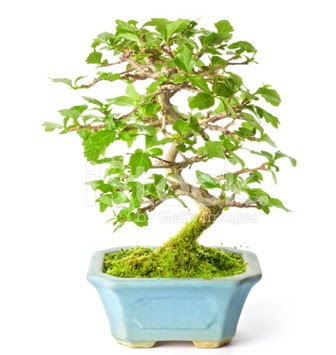 S zerkova bonsai ksa sreliine  anakkale online iek gnderme sipari 