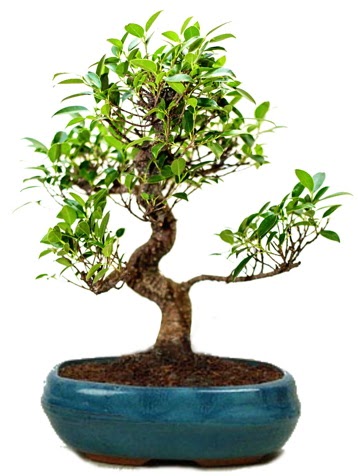25 cm ile 30 cm aralnda Ficus S bonsai  anakkale cicek , cicekci 