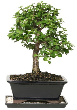 15 cm civar Zerkova bonsai bitkisi  anakkale kaliteli taze ve ucuz iekler 
