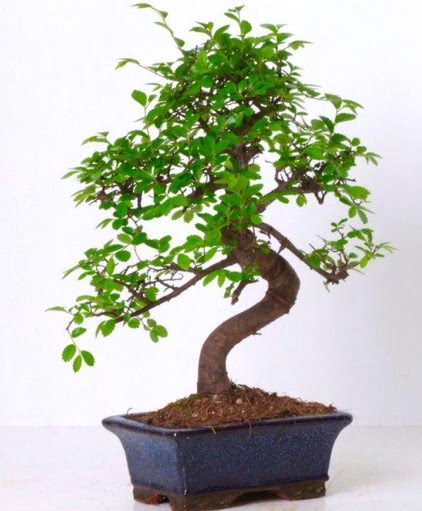 S gvdeli bonsai minyatr aa japon aac  anakkale cicek , cicekci 