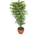 Ficus zel Starlight 1,75 cm   anakkale iek gnderme sitemiz gvenlidir 