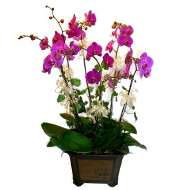  anakkale iek gnderme sitemiz gvenlidir  4 adet orkide iegi