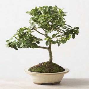 ithal bonsai saksi iegi  anakkale ucuz iek gnder 