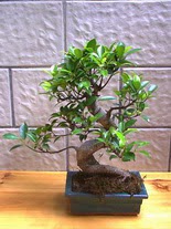 ithal bonsai saksi iegi  anakkale iek , ieki , iekilik 