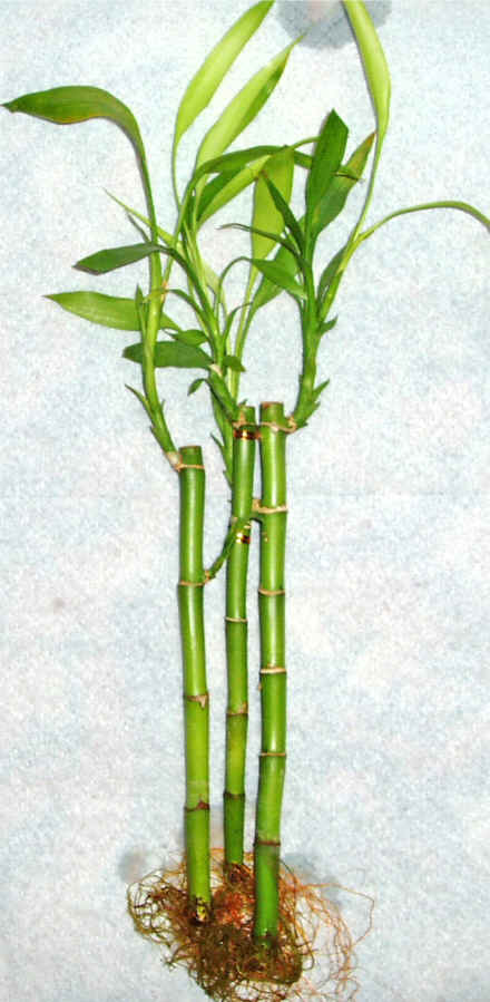 Lucky Bamboo 3 adet vazo hediye edilir   anakkale iek gnderme sitemiz gvenlidir 