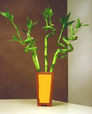 Lucky Bamboo 5 adet vazo ierisinde  anakkale gvenli kaliteli hzl iek 