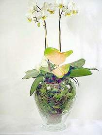  anakkale anneler gn iek yolla  Cam yada mika vazoda zel orkideler