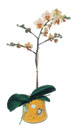  anakkale nternetten iek siparii  Phalaenopsis Orkide ithal kalite