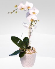 1 dall orkide saks iei  anakkale internetten iek siparii 