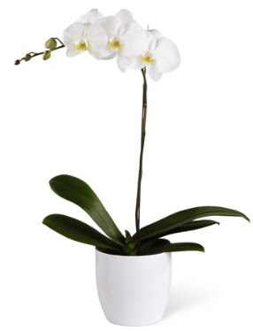 1 dall beyaz orkide  anakkale ieki telefonlar 