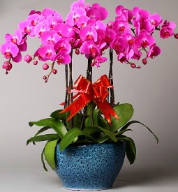 7 dall mor orkide  anakkale ucuz iek gnder 