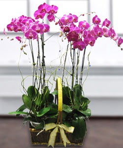 4 dall mor orkide  anakkale internetten iek sat 