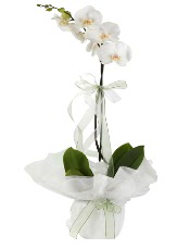 1 dal beyaz orkide iei  anakkale iek yolla , iek gnder , ieki  