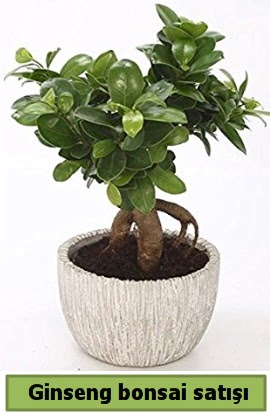 Ginseng bonsai japon aac sat  anakkale 14 ubat sevgililer gn iek 