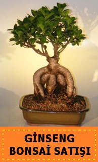 Ginseng bonsai sat japon aac  anakkale iek gnderme sitemiz gvenlidir 