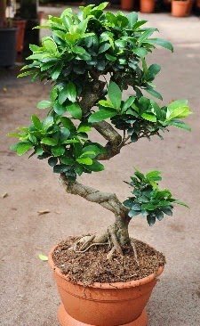 Orta boy bonsai saks bitkisi  anakkale online ieki , iek siparii 