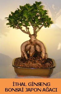 thal japon aac ginseng bonsai sat  anakkale online iek gnderme sipari 