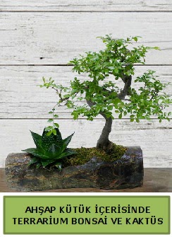 Ahap ktk bonsai kakts teraryum  anakkale online ieki , iek siparii 