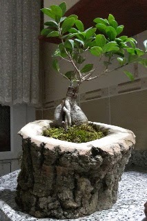 Ahap ktk ierisinde ginseng bonsai  anakkale online ieki , iek siparii 