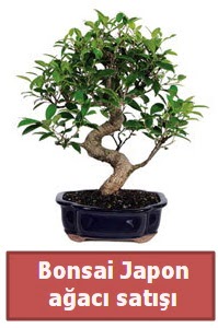 Japon aac bonsai sat  anakkale kaliteli taze ve ucuz iekler 