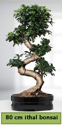 80 cm zel saksda bonsai bitkisi  anakkale 14 ubat sevgililer gn iek 