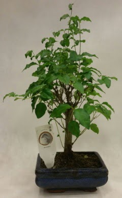 Minyatr bonsai japon aac sat  anakkale 14 ubat sevgililer gn iek 