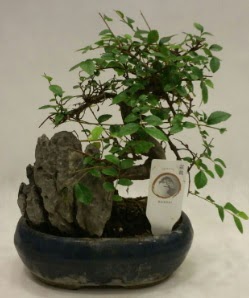 thal 1.ci kalite bonsai japon aac  anakkale anneler gn iek yolla 