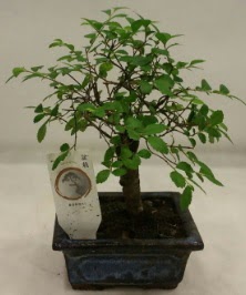 Minyatr ithal japon aac bonsai bitkisi  anakkale anneler gn iek yolla 