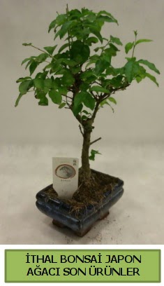 thal bonsai japon aac bitkisi  anakkale iek , ieki , iekilik 