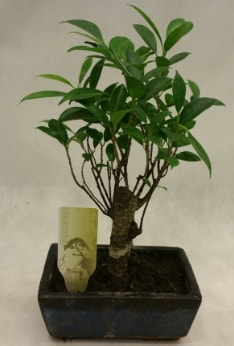 Japon aac bonsai bitkisi sat  anakkale 14 ubat sevgililer gn iek 