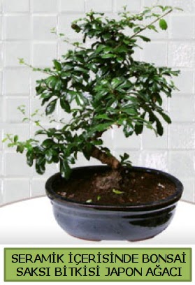 Seramik vazoda bonsai japon aac bitkisi  anakkale kaliteli taze ve ucuz iekler 