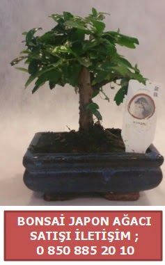 Japon aac minyar bonsai sat  anakkale anneler gn iek yolla 