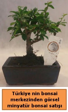 Japon aac bonsai sat ithal grsel  anakkale cicekciler , cicek siparisi 