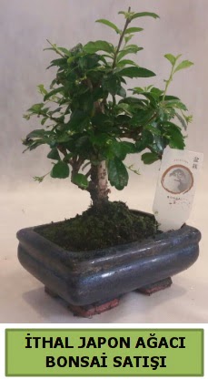 thal japon aac bonsai bitkisi sat  anakkale 14 ubat sevgililer gn iek 