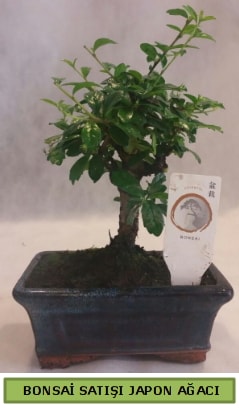 Minyatr bonsai aac sat  anakkale uluslararas iek gnderme 